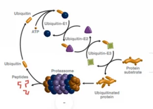 PROTAC® Drug Discovery